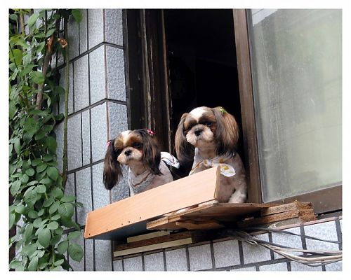 Image: Bill Burns, Seoul Dogs, 2003, colour chromogenic print. Courtesy of the artist.